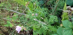 Malva alcea