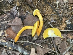 Fungi