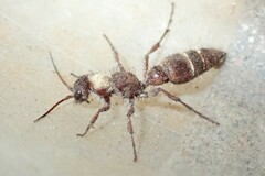 Typhoctes peculiaris