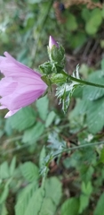 Malva alcea