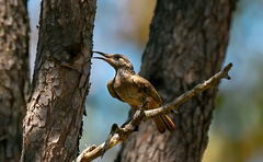 Lichmera indistincta