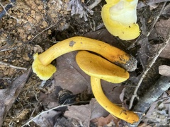 Fungi