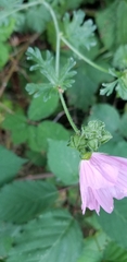Malva alcea
