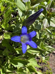 Gentiana calycosa