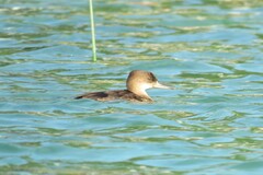 Lophodytes cucullatus