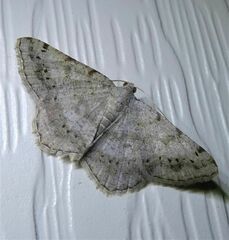 Digrammia ocellinata