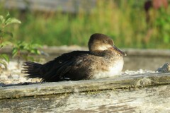 Lophodytes cucullatus