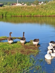 Anser anser domesticus