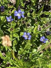 Gentiana calycosa