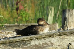 Lophodytes cucullatus