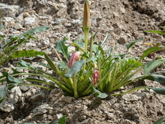 Oenothera cespitosa