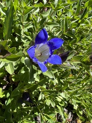 Gentiana calycosa