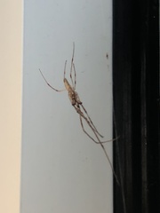 Tetragnatha laboriosa