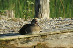 Lophodytes cucullatus