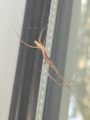 Tetragnatha laboriosa