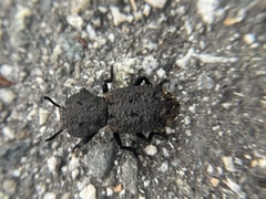 Phloeodes diabolicus