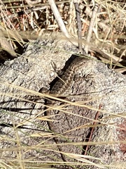Sceloporus occidentalis bocourtii