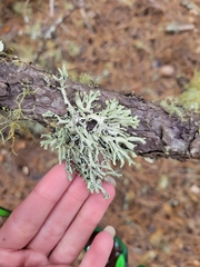 Hypogymnia physodes