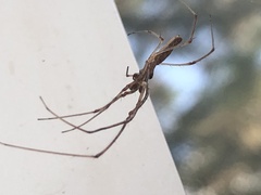 Tetragnatha laboriosa