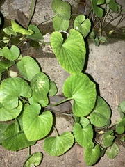 Viola macloskeyi
