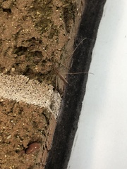 Tetragnatha laboriosa