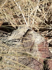 Sceloporus occidentalis bocourtii