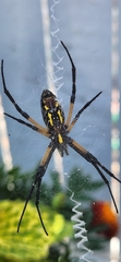 Argiope aurantia