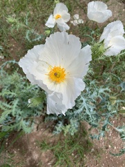 Argemone pleiacantha