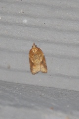 Acleris