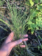 Equisetum