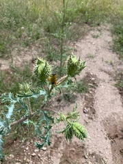 Argemone pleiacantha
