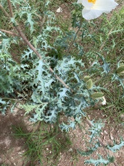 Argemone pleiacantha