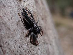 Ocrisiona leucocomis