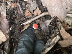 Russula