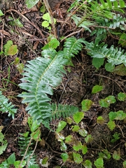 Polystichum acrostichoides