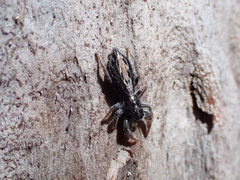 Ocrisiona leucocomis