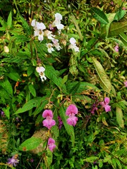 Impatiens glandulifera