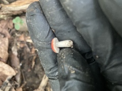 Russula