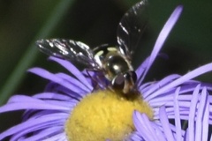 Lapposyrphus