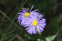 Lapposyrphus