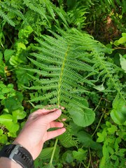 Oreopteris quelpartensis