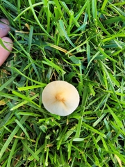 Conocybe apala