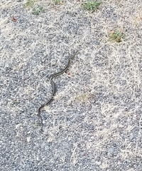 Thamnophis ordinoides