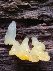 Dacrymyces spathularia