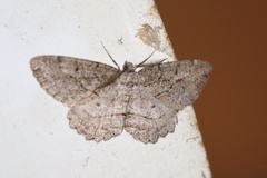 Neoalcis californiaria