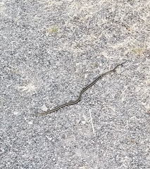 Thamnophis ordinoides