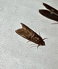 Acrobasis
