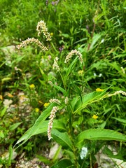 Persicaria lapathifolia