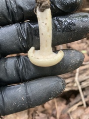 Fungi