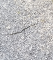 Thamnophis ordinoides